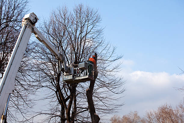  , USA Tree Services Pros